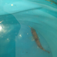 海で釣りをしていたらこんな魚が釣れました 顎あたりから黄色い紐 Yahoo 知恵袋