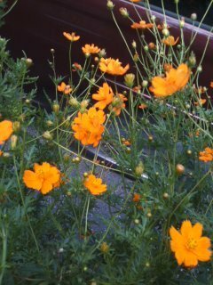 道路脇のオレンジ色の花の名前をおしえて下さい たくさん花 Yahoo 知恵袋