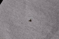 台所の小さな虫について 最近台所でとても小さな虫 飛ぶ が大量発生してい Yahoo 知恵袋