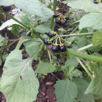 黒い実がついている植物 自宅の庭に写真のような植物がたくさ Yahoo 知恵袋
