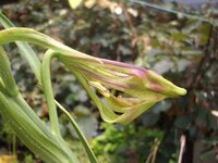 これは地植えのタカサゴユリなんですが 今年の花はこの様です バイラス Yahoo 知恵袋
