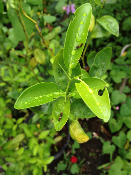 蜜柑の木にアゲハ蝶の幼虫が5匹ほどいるのを見つけたんですが、蜜柑の