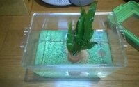 ホームセンターの水草って束ねてありますが そのまま水槽に入れても大丈夫 Yahoo 知恵袋