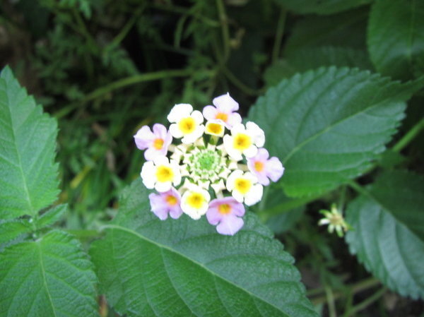 この花の名前はなんでしょう？中が黄色で外がピンク。直径2.3c  