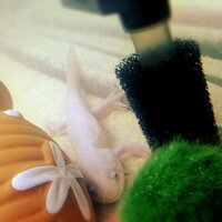 ウーパールーパー メキシコサラマンダー について エラがな Yahoo 知恵袋