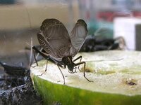 鈴虫を飼っています 最近共食いが発生し頭数が減っています 共食 Yahoo 知恵袋