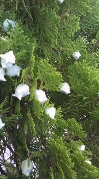 1m位の植え木の実 白い金平糖みたいな実がついてます この植物は何で Yahoo 知恵袋