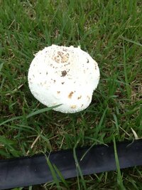 近所の公園で白いキノコを発見しました 白いキノコは毒キノコが多いと言われ Yahoo 知恵袋