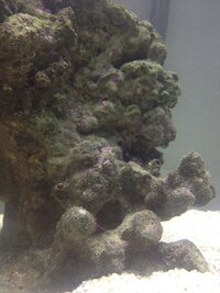 このライブロックの緑色のところってコケですよね コケを抑えて石灰藻を増や Yahoo 知恵袋