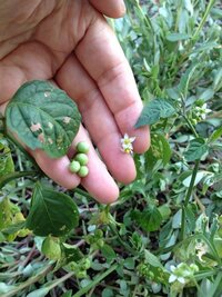 生ごポットから生えてきた小さな実 花は白ですが ミニトマトの様に小さな真 Yahoo 知恵袋