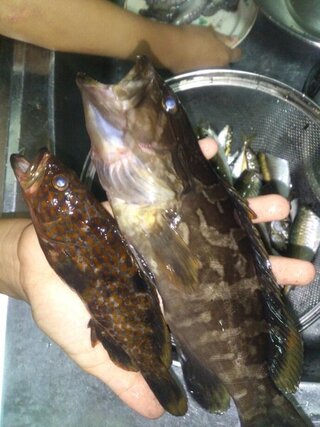 釣った魚の食べ方 ｾﾝﾁ程度のクエらしき魚が釣れました クエだ Yahoo 知恵袋