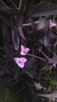 ピンク色の三角の花と紫色の葉の植物です 名前をおしえて下 Yahoo 知恵袋