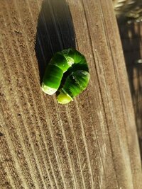 クロアゲハとモンキアゲハ幼虫の見分け方 画像あり 7 3 Yahoo 知恵袋
