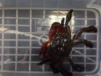 モクズガニを捕まえたいと思います 捕獲に適したシーズン 活発な時期 仕掛 Yahoo 知恵袋
