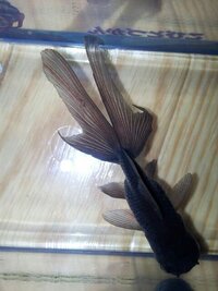 金魚のヒレや尾びれが出血していて 白いできもの みたいなのがあります Yahoo 知恵袋