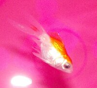 尾びれの部分が白濁した金魚の稚魚を二匹みつけて一匹は斜めに泳いでいて塩浴 Yahoo 知恵袋