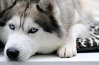 シベリアン ハスキーって カッコよくて素敵だと思いませんか すごく精 Yahoo 知恵袋