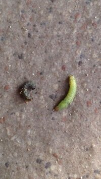 初めて白菜を育てました 無農薬なので虫よけのトンネルを設置したのに虫食 Yahoo 知恵袋