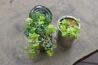 セダムの植えかえ後の水やりについて こんにちは いつもお世話になっ Yahoo 知恵袋
