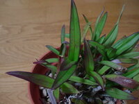 デンドロビウムビキバム ビギバム の葉が赤っぽくなります 春 Yahoo 知恵袋