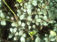 去年植えた西洋ツゲの葉が白くなり 枯れてきてしまいました 水 肥料 Yahoo 知恵袋