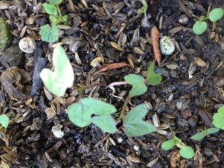 この朝顔の二葉のような芽は何の芽でしょうか 畑にいくつか生えて Yahoo 知恵袋