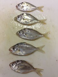 このヌメヌメした魚はなんですか ヒイラギ科のヒイラギと言う魚の幼魚 Yahoo 知恵袋