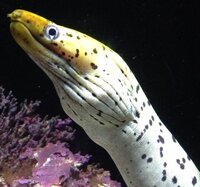 拾った画像なのですが この魚の種類を教えてください ウツボ だ Yahoo 知恵袋