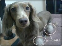 犬の毛色について質問です 我が家ではミニピンのブラックタンを飼っ Yahoo 知恵袋