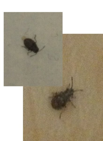助けてください 黒い小さい虫が家中に発生して困っています 2日ほ Yahoo 知恵袋