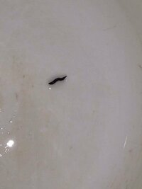 メダカ水槽の中に発生する細く小さな黒い芋虫 について 5月から 水 Yahoo 知恵袋