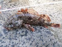 魚の名前について これはオニカサゴですか Yahoo 知恵袋