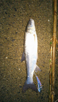 Bornfreeとはどういった意味なのでしょうか 自由でいるように生ま Yahoo 知恵袋