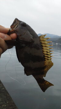 魚釣りを愛する人に質問です 大物の引きの強さはどれが強いと思わ Yahoo 知恵袋