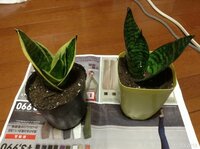 サンスベリアが増えすぎたので 植え替えをしました 余ったものをメルカ Yahoo 知恵袋