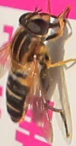 これは何という虫ですか 花の蜜を吸っていた感じでした 口がストロー Yahoo 知恵袋