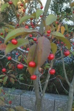この赤い実をつける木は何 庭木 高さ2m位 紅葉しかけた葉と赤い実 Yahoo 知恵袋