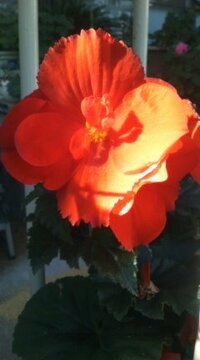 赤い大きな花です 小さな植木鉢で咲いてました 背丈は30cmくらい Yahoo 知恵袋