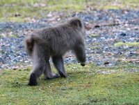 英語に訳してほしいです はじめまして私は日本人ですあなたの大ファンですいつも Yahoo 知恵袋