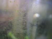 アオミドロは藻類ですがミドリムシとか葉緑体を持っているのも藻類ではな Yahoo 知恵袋