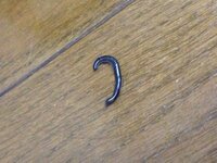 この虫は何ですか 黒くてヌメヌメしててミミズっぽいけど頭は扇形に平べったか Yahoo 知恵袋