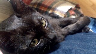 新入りネコの威嚇が収まりません こんにちは 現在６か月の黒猫 メス 日本 Yahoo 知恵袋