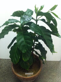 コーヒーの木が 冬の間に青々していた葉が茶色くなって垂れ下って Yahoo 知恵袋