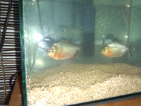 昨日ピラニア ナッテリー を5匹飼ったのですが水の濁りが取れませんどうし Yahoo 知恵袋