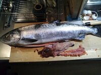 鮭児 ケイジ 時鮭 トキシラズ について教えてください 鮭児 時鮭の違 Yahoo 知恵袋