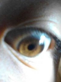 アメリカのワンエイスです 目が茶色いのはワンエイスでも普通です Yahoo 知恵袋