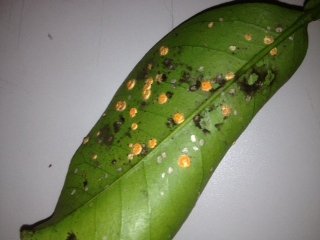 みかん 白い 虫