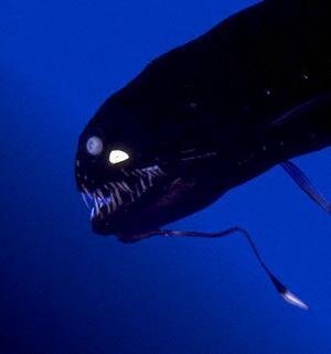 ドラゴンフィッシュ 魚