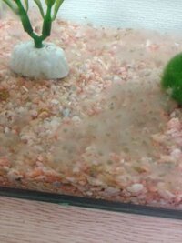 至急お願いします ヤマトヌマエビとメダカを同じ水槽で飼 Yahoo 知恵袋