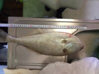 何の魚か分かる方いますか 最近 海岸を散歩していたら写真の魚が砂浜に Yahoo 知恵袋